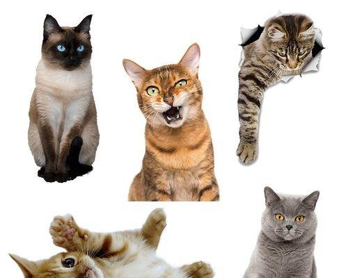 猫咪为什么总是对着墙（探究猫咪喜欢背靠墙的心理原因）