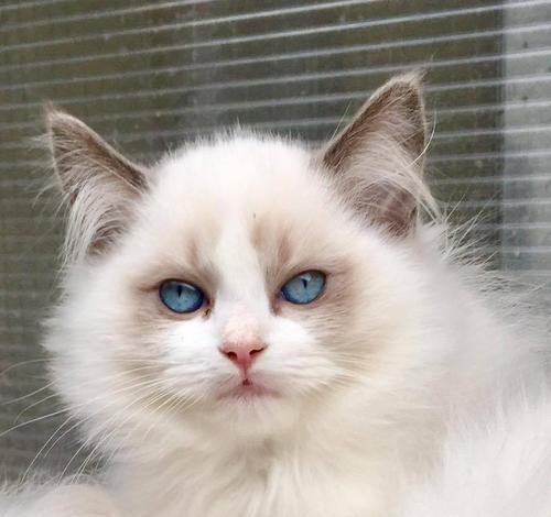猫咪喜欢的天气（探索猫咪对不同天气的喜好和行为习惯）