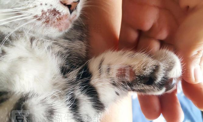 如何训练猫咪不再用爪？