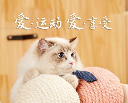 猫咪之爪（宠物猫咪爱用爪子打东西的原因和技巧）