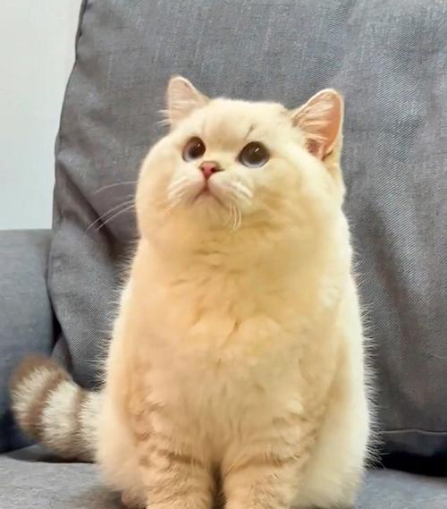猫咪为什么喜欢靠着人脖子（揭秘猫咪喜欢靠人脖子的原因及如何应对）