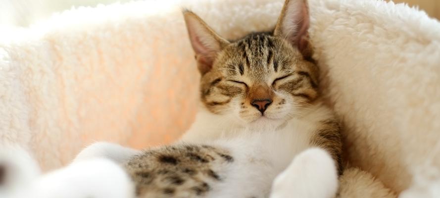 猫咪为什么喜欢靠着人脖子（揭秘猫咪喜欢靠人脖子的原因及如何应对）