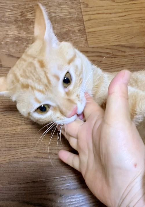 猫咪口爱手，怎么办（教你让猫咪不再咬手）