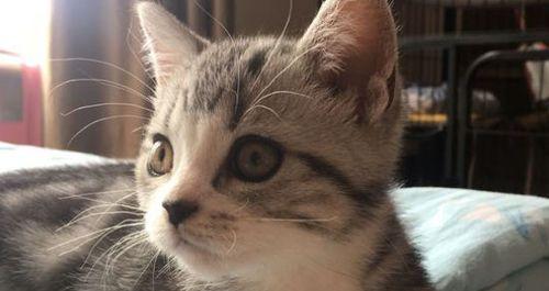 猫子厌恶的气味（探讨猫子不喜欢的气味及应对方法）