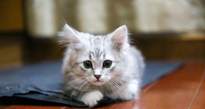 猫子厌恶的气味（探讨猫子不喜欢的气味及应对方法）