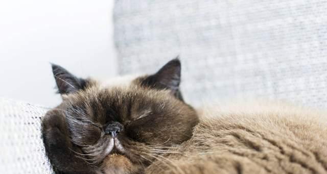 猫咪安乐离世的正确方式（以宠物为主）