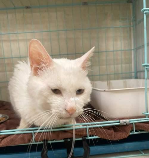 猫咪白细胞低的原因及治疗方法（了解宠物猫咪身体免疫系统的重要性）