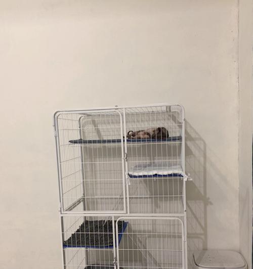 让宠物猫不再厌倦笼子（打造舒适的家庭环境）