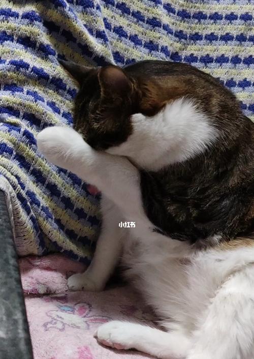 猫咪不舔毛的危害（为什么猫咪不舔毛会出问题）