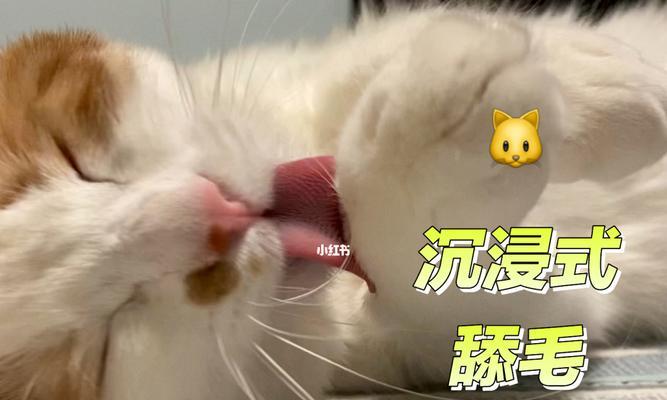 猫咪不舔毛的危害（为什么猫咪不舔毛会出问题）