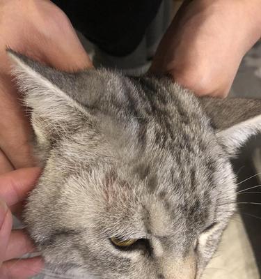 猫咪长猫藓需不需要剃毛（猫藓的成因）