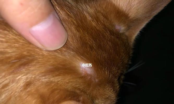 猫咪长猫藓需不需要剃毛（猫藓的成因）