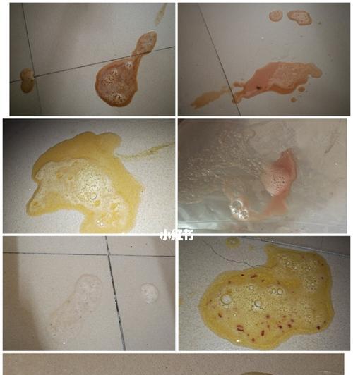 探究猫咪肠炎的饮食调理方法（以宠物为主）