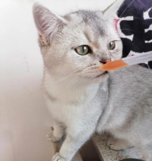 猫咪吃撑了怎么办（宠物饮食失调的症状及处理方法）