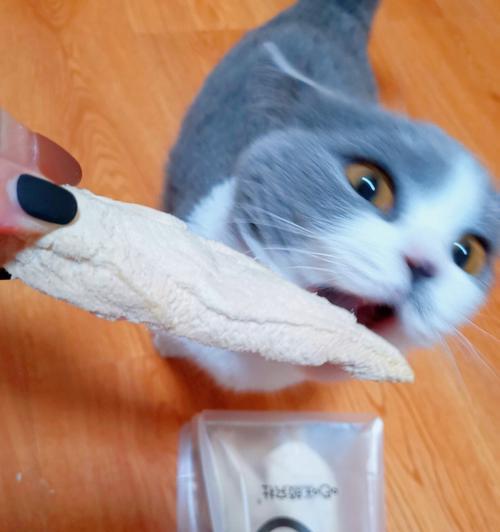 猫咪吃了巧克力该怎么办（宠物的健康问题与食品安全）