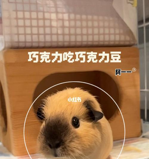 猫咪吃了巧克力该怎么办（宠物的健康问题与食品安全）