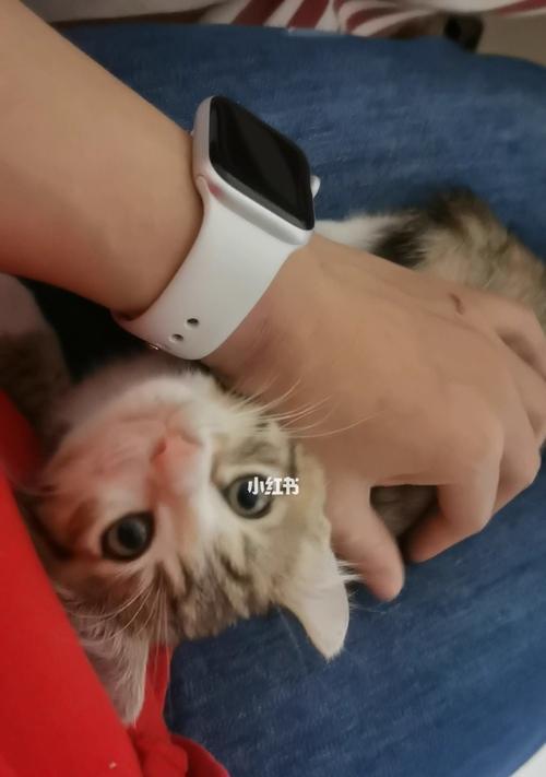 猫咪喘怎么回事（探究猫咪喘的原因和治疗方法）