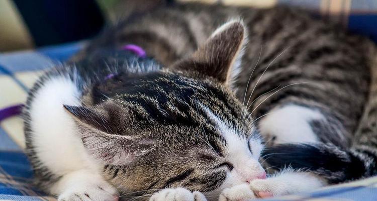 如何给宠物猫咪打感冒针（宠物猫咪感冒症状）