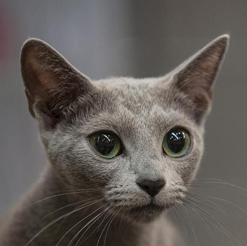 揭秘猫咪大小眼的真相（从宠物角度看眼部疾病）
