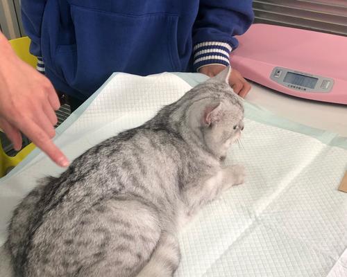 宠物猫咪的导尿管拔除技巧（学会正确拔除导尿管）