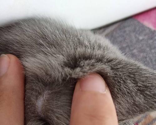 猫咪耳朵脱毛原因解析（揭秘猫咪耳朵脱毛的背后原因）