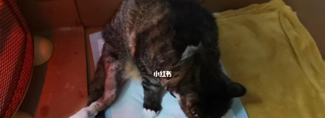 猫咪脚骨折怎么办（了解猫咪脚骨折的治疗方法）