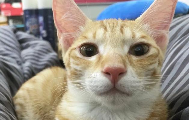 猫咪眼睛为什么不亮（探究原因）
