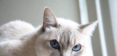 探秘猫咪最爱的气味（从宠物的角度看世界）