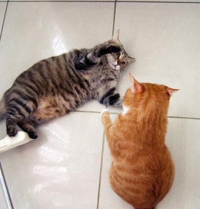 探秘猫咪最爱的气味（从宠物的角度看世界）