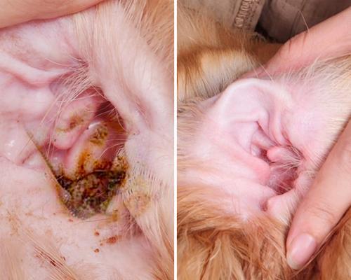 猫咪耳朵发热，你知道原因吗（探究猫咪耳朵发热的病因和防治措施）