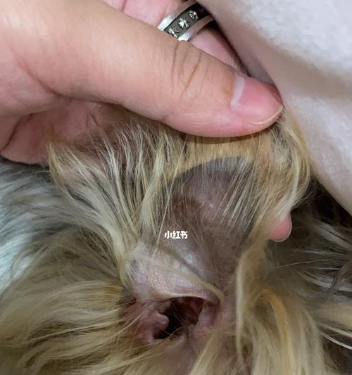 揭秘猫咪耳朵坏死的症状和治疗方法（了解宠物猫咪的健康问题）