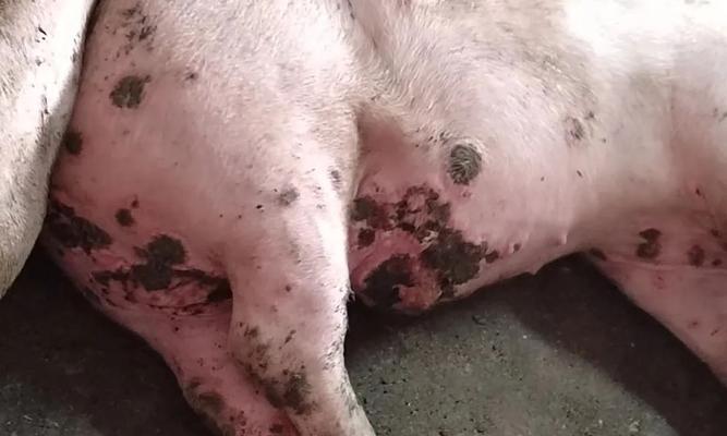 揭秘猫咪耳朵坏死的症状和治疗方法（了解宠物猫咪的健康问题）
