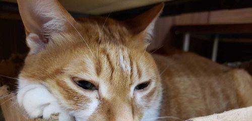 宠物猫咪肺炎（重视猫咪呼吸道健康）