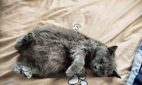 猫咪腹水的排除方法（从宠物健康出发）
