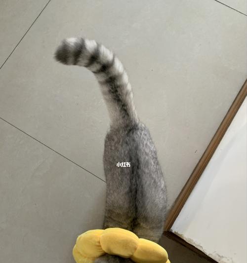 猫咪腹水的排除方法（从宠物健康出发）
