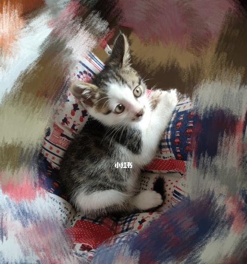 猫咪怀孕，如何照顾（备孕前的准备工作）