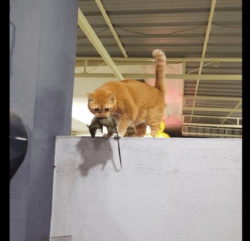 猫咪咬死人（猫咪攻击人类的原因、如何预防猫咪攻击、猫咪的训练方法等）