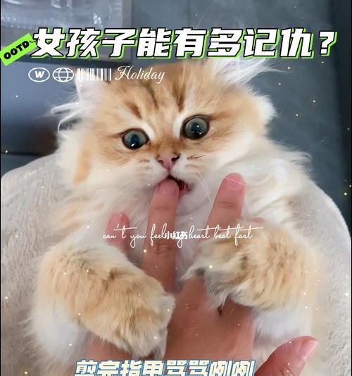 如何化解猫咪记仇（以宠物为主）