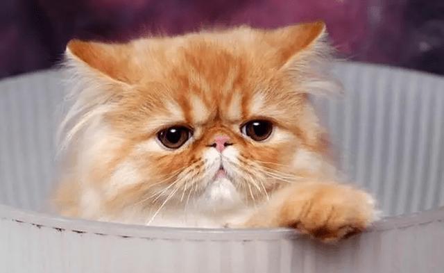 如何化解猫咪记仇（以宠物为主）