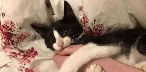 如何化解猫咪记仇（以宠物为主）