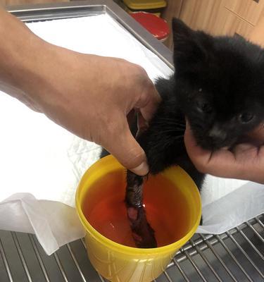猫咪脚瘸了怎么办（宠物脚部受伤应该如何处理）