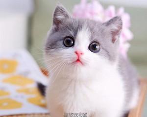 猫咪脚掌破了怎么办（宠物养护小常识）