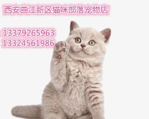 猫咪脚掌破了怎么办（宠物养护小常识）