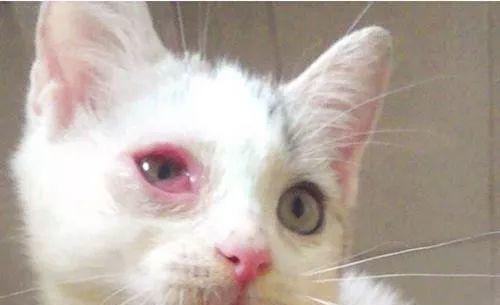猫咪结膜炎能否洗澡（宠物爱干净）