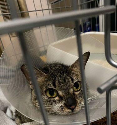 宠物猫能否自己拆线（探究猫咪自我拆线的可行性及注意事项）