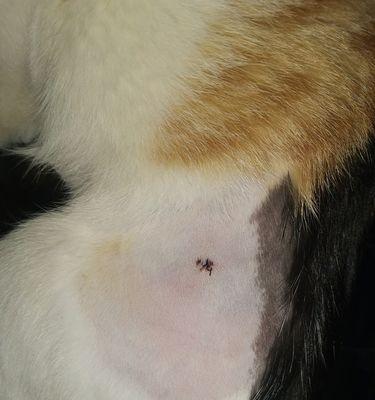 宠物猫能否自己拆线（探究猫咪自我拆线的可行性及注意事项）