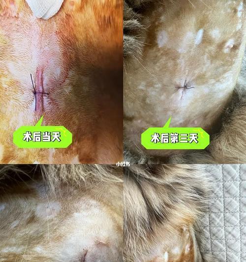 宠物猫能否自己拆线（探究猫咪自我拆线的可行性及注意事项）