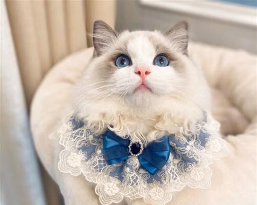 猫咪如何乘坐汽车（掌握技巧让宠物更舒适）