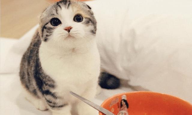 如何治疗猫咪口吐白沫流口水（宠物医疗指南）