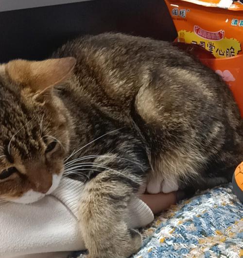猫咪拉肚子的传染性剖析（宠物主人必知的防护措施与治疗方法）